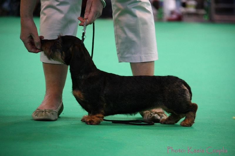 Crufts2011_2 1413.jpg